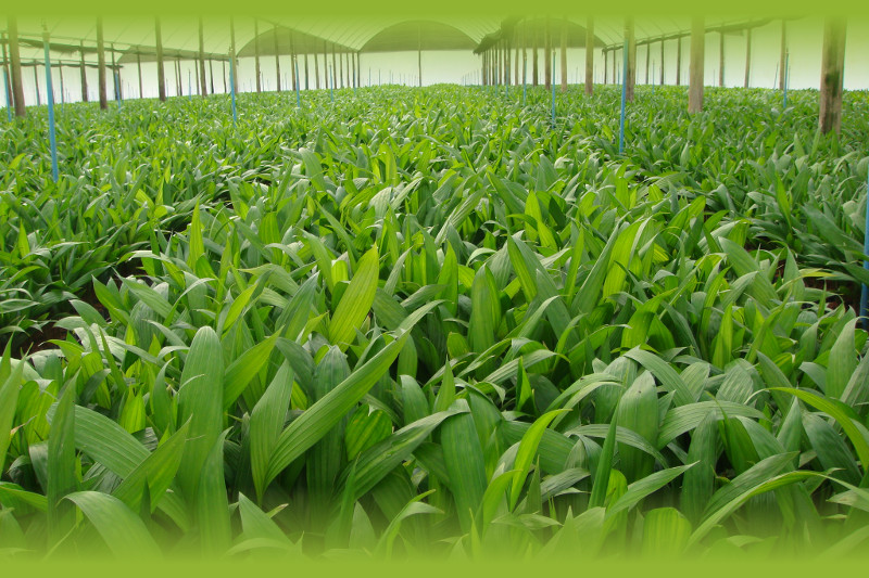 Cultivo da pupunha, Viveiro MM Mudas